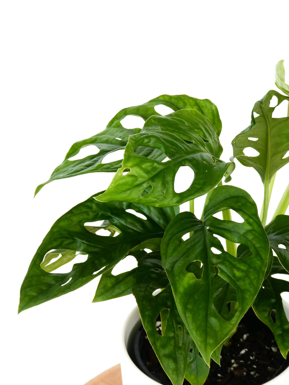 A potted Monkey Mask Monstera plant with distinctive green leaves featuring natural split holes, shown against a solid white background.