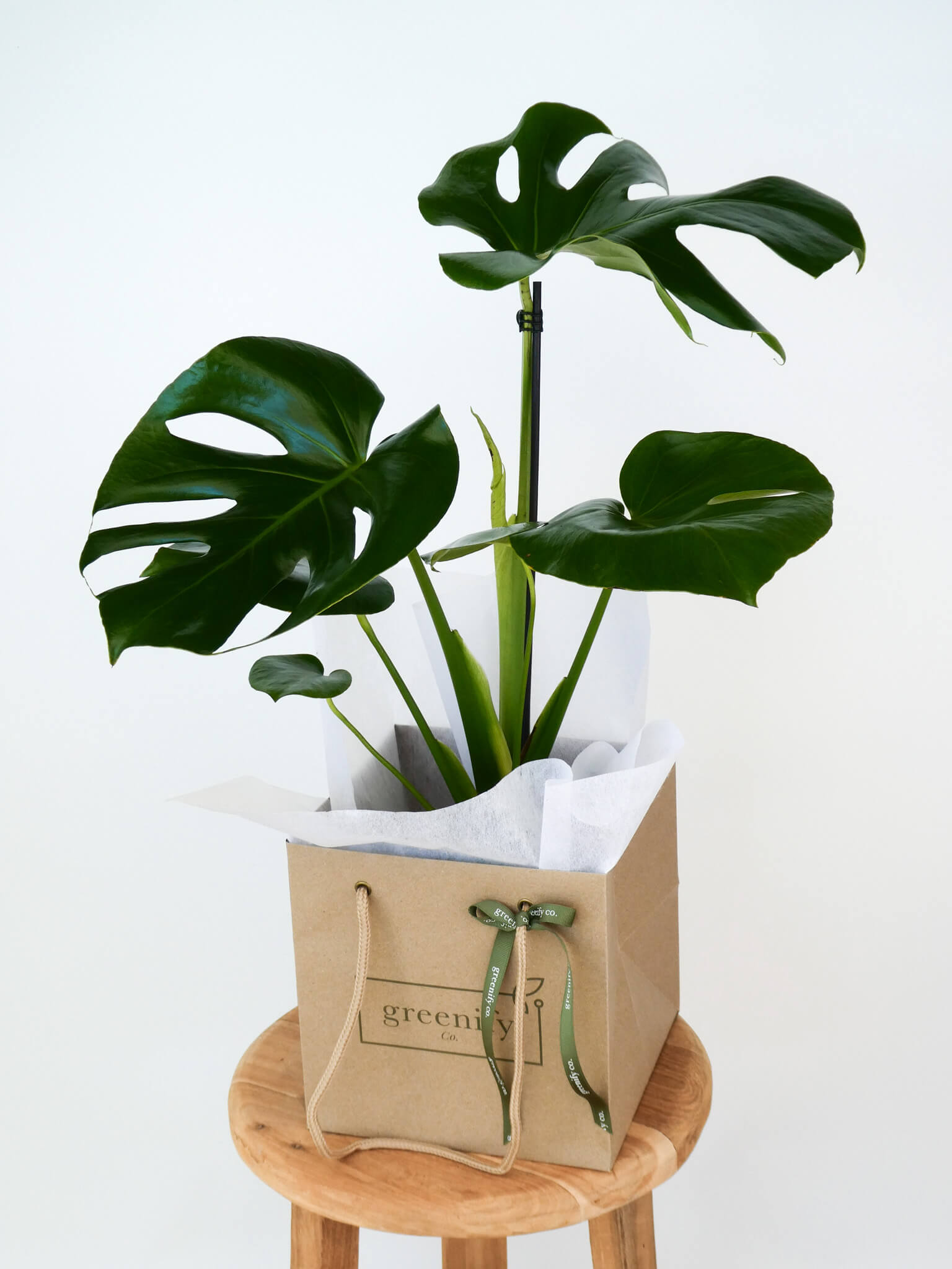 A potted Monstera plant in a brown paper gift bag planter with white tissue paper, displayed on a wooden stool against a white background.