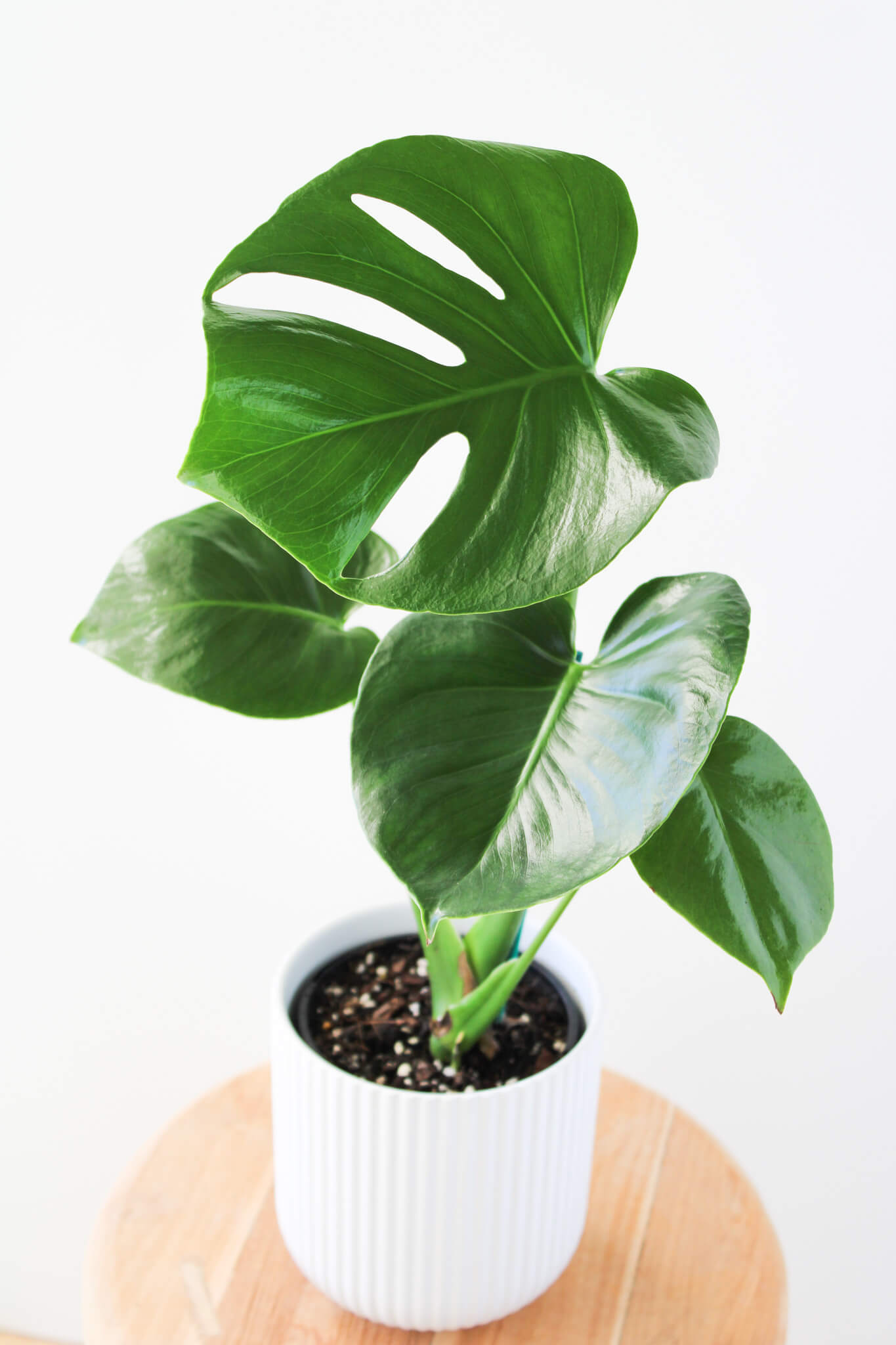 Monstera