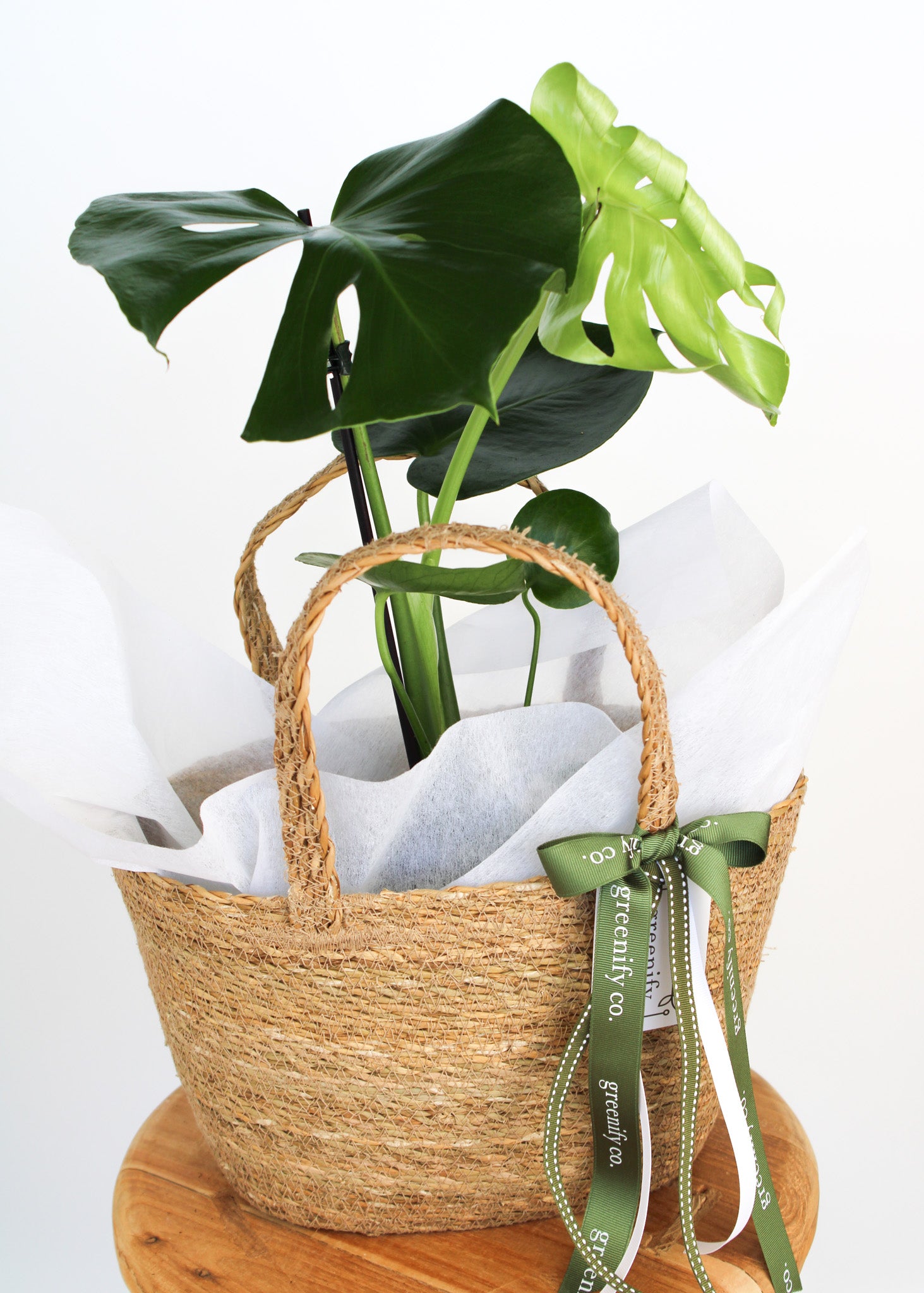 Monstera