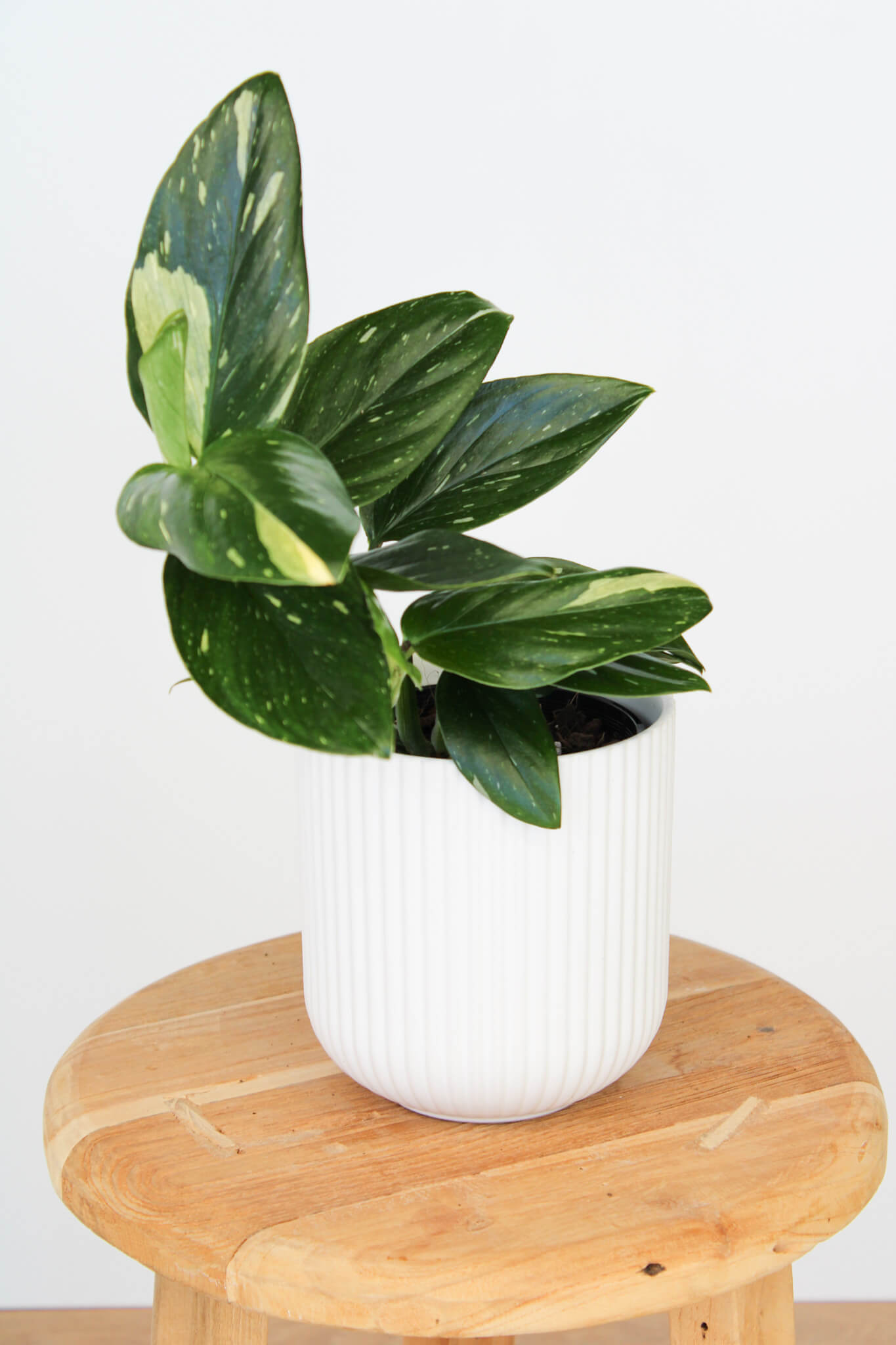 Variegated Monstera Standleyana