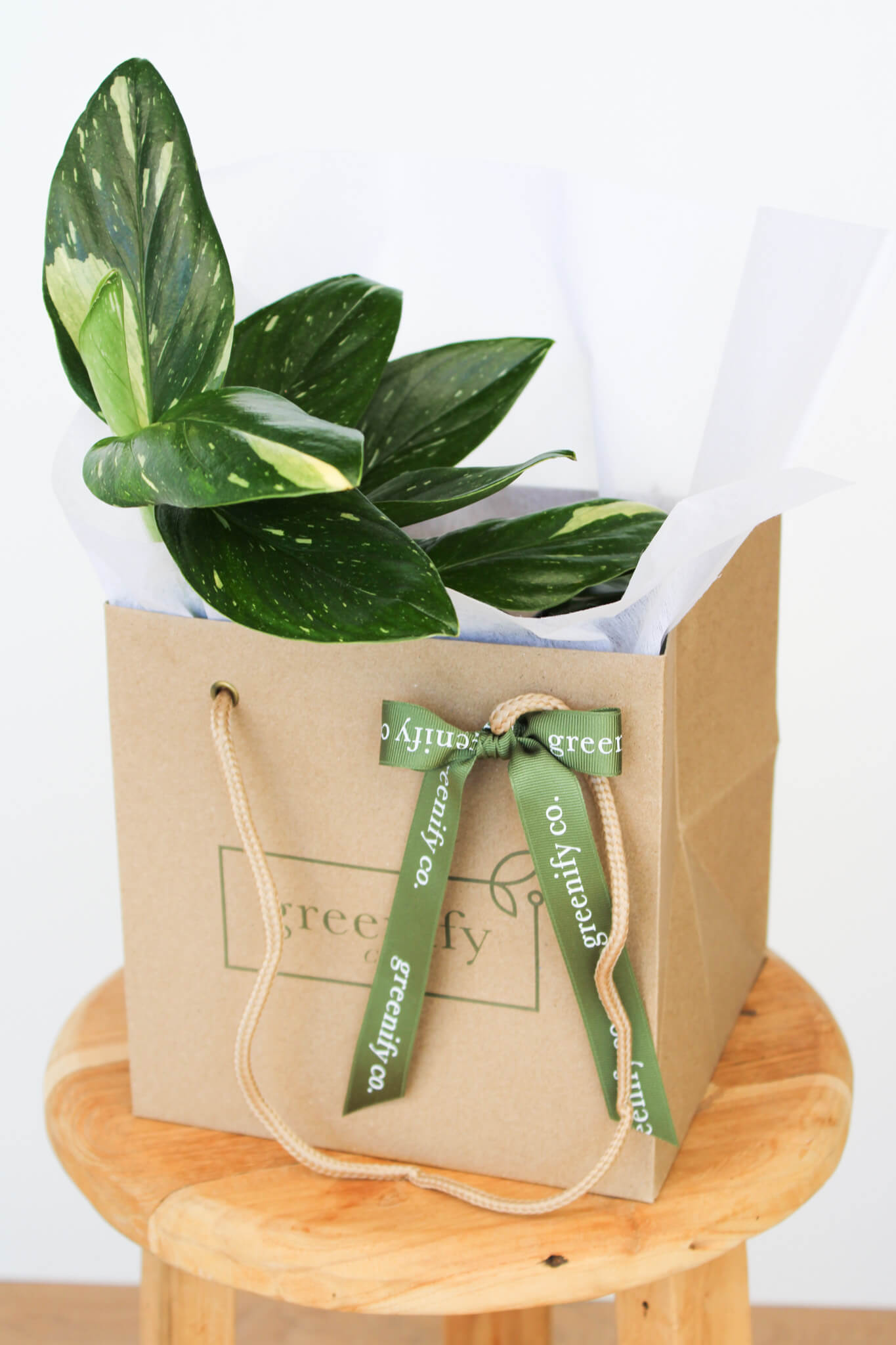 Variegated Monstera Standleyana