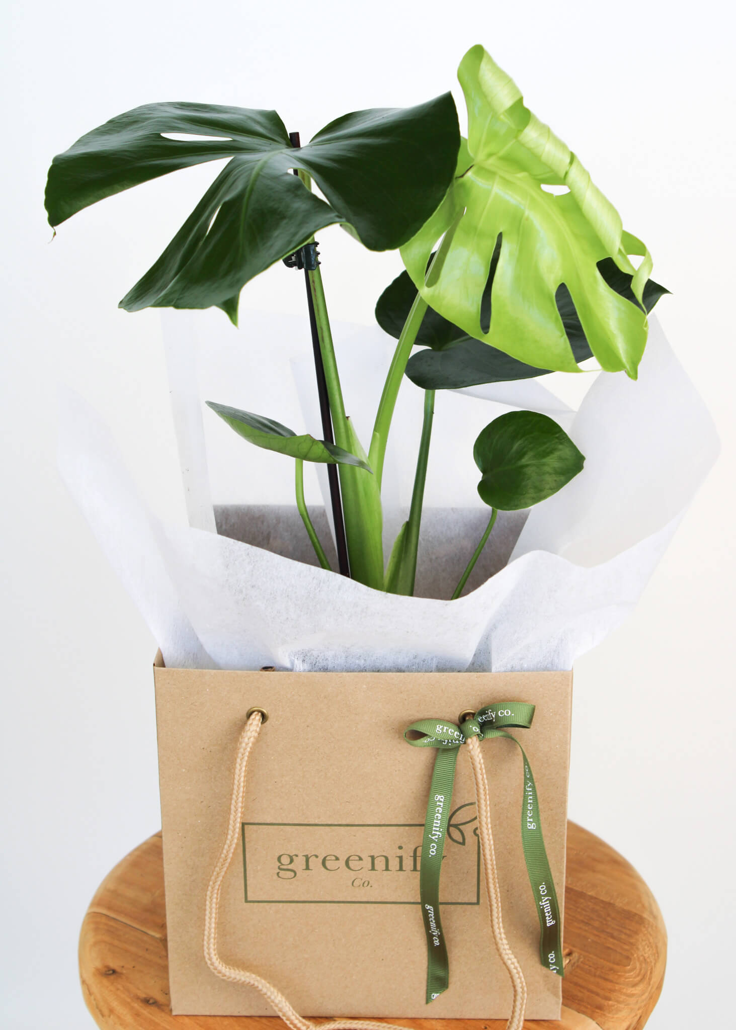 Monstera