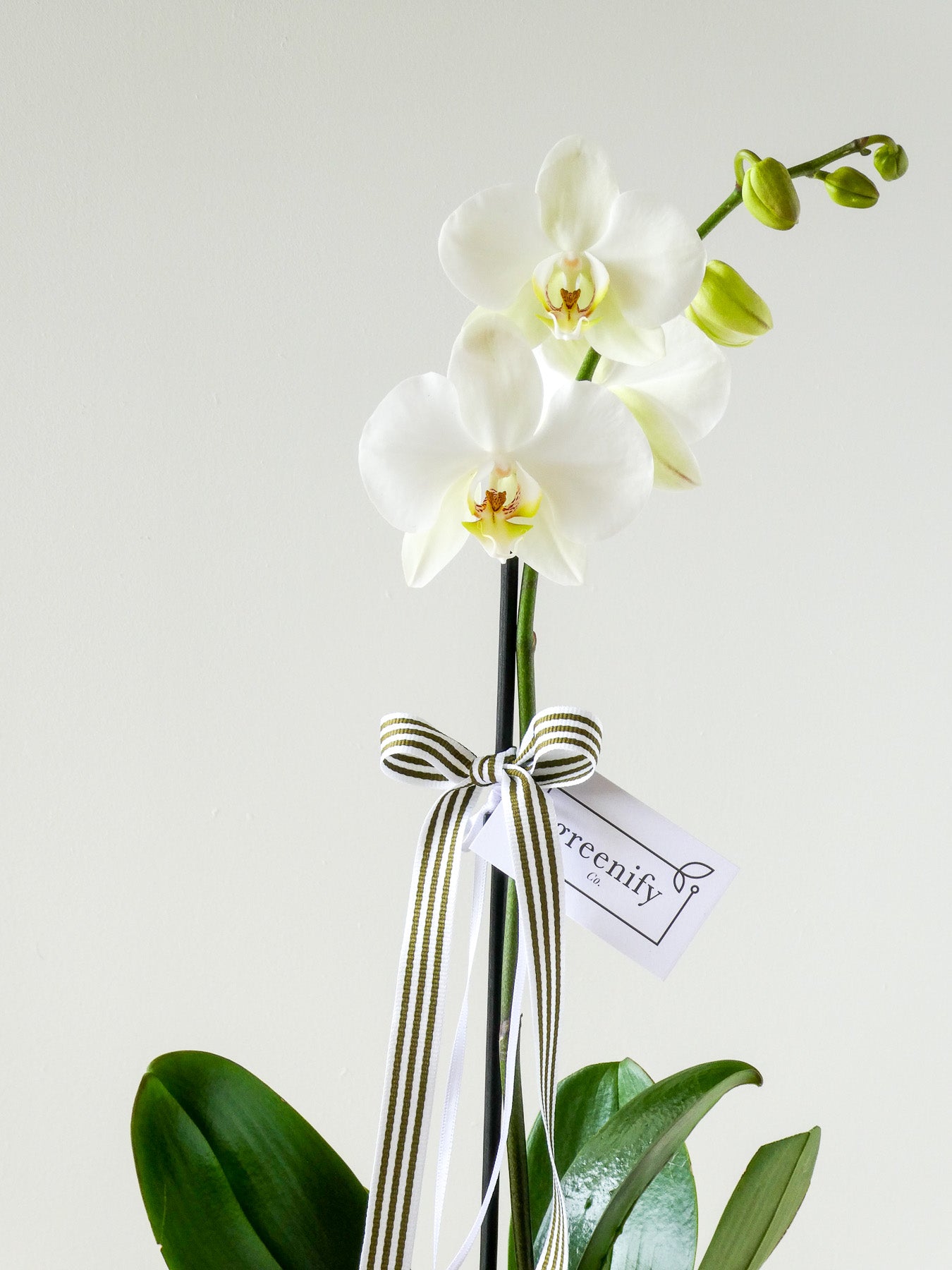 Orchid