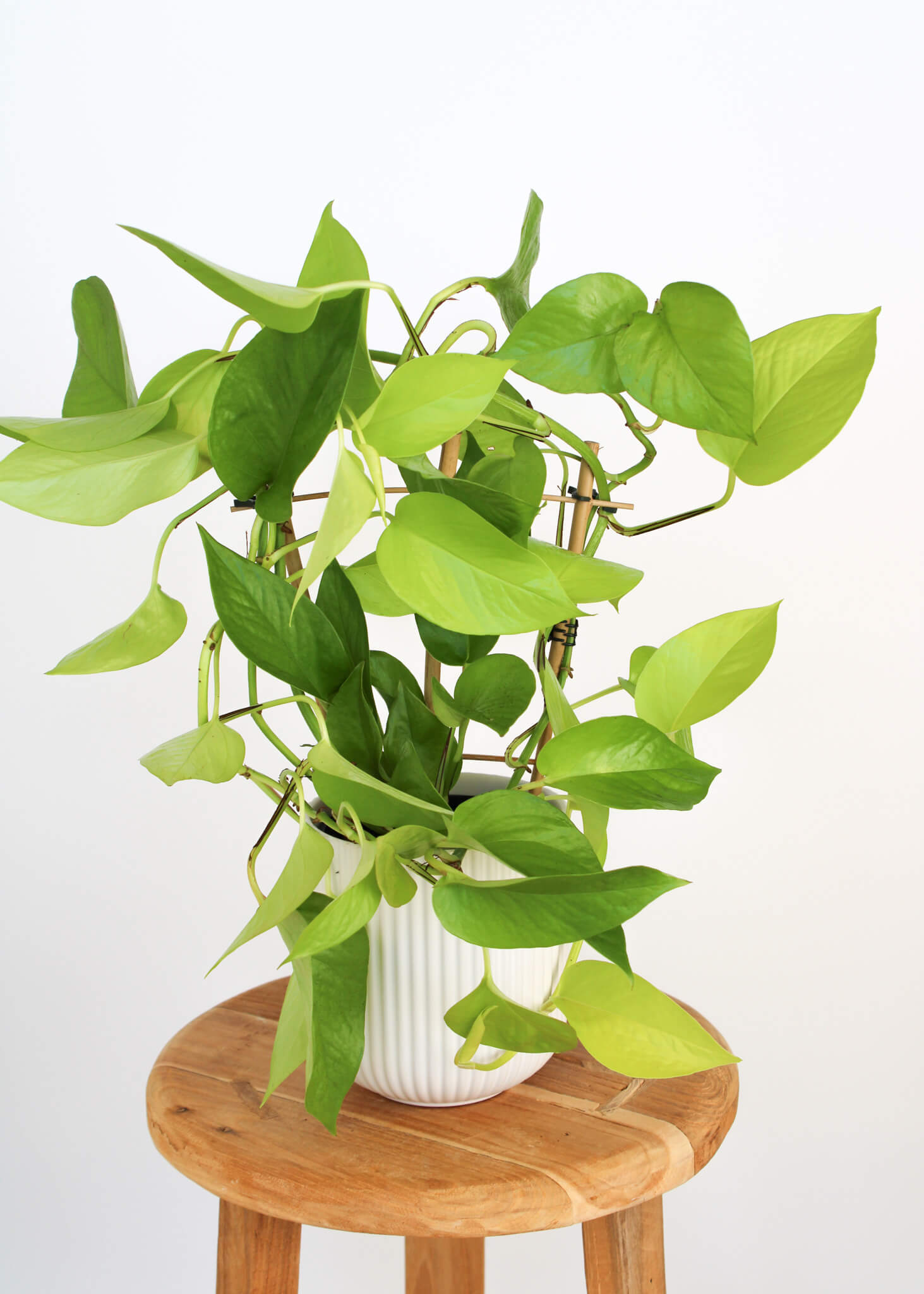 Neon Pothos
