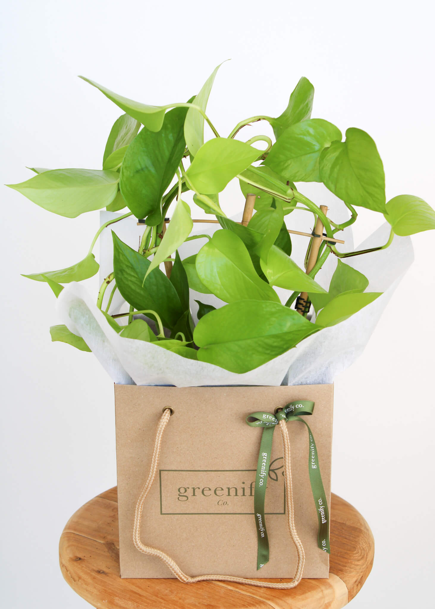 Neon Pothos
