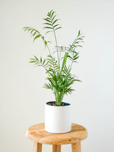 Load image into Gallery viewer, Parlour Palm Plant in White Pot