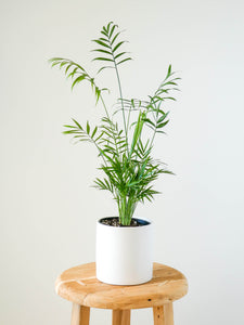 Parlour Palm Plant in White Pot