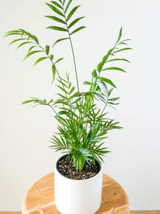Parlour Palm Fronds, Greenify Co.