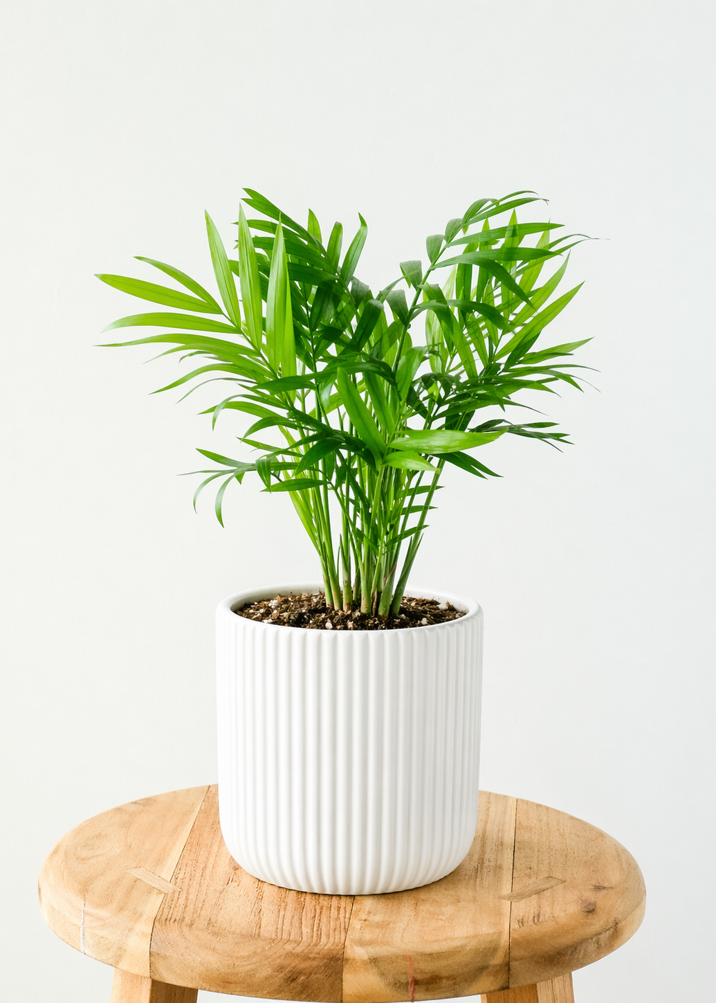 Potted plant on a wooden stool with a white background