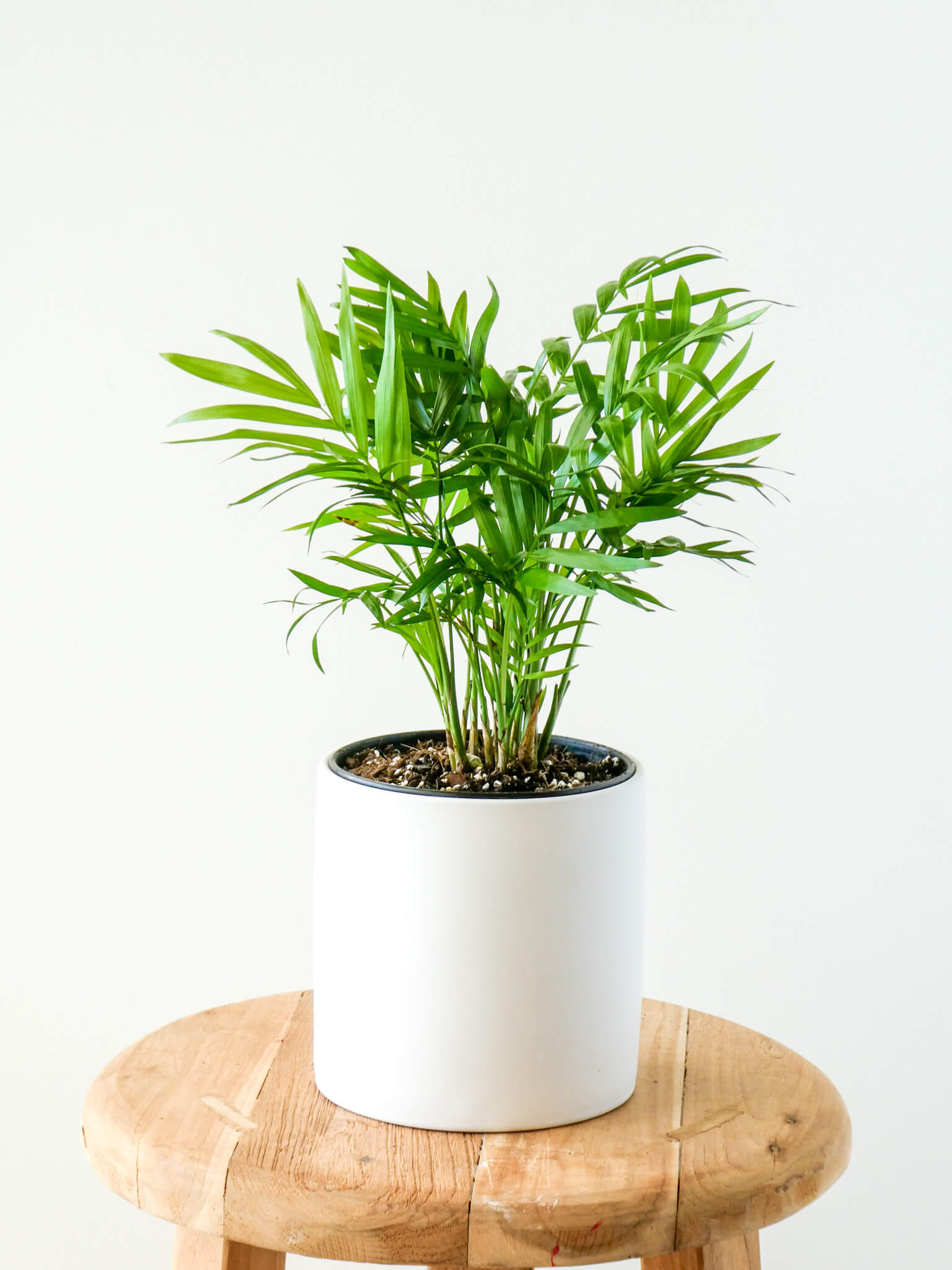 Parlour Palm