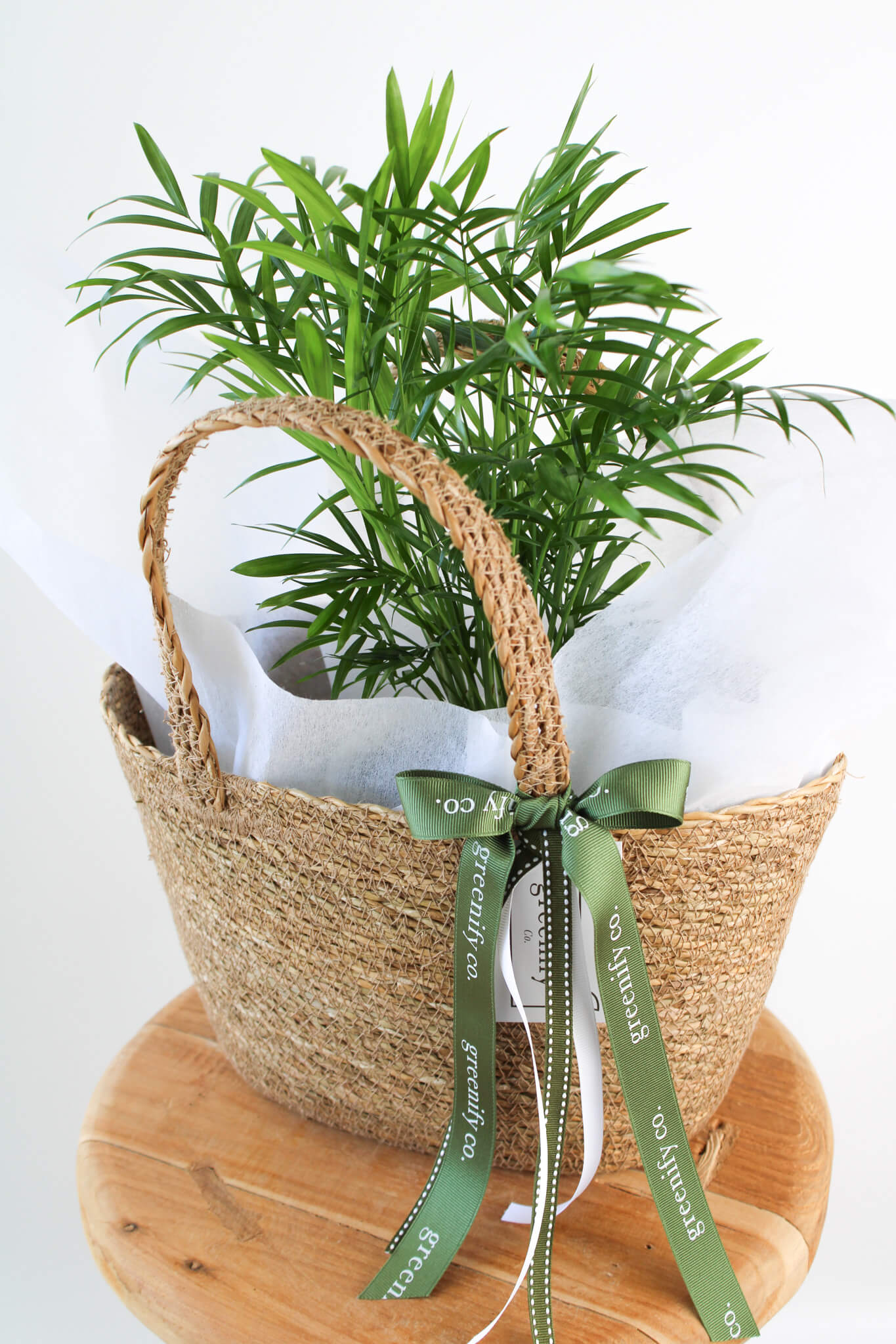 Parlour Palm