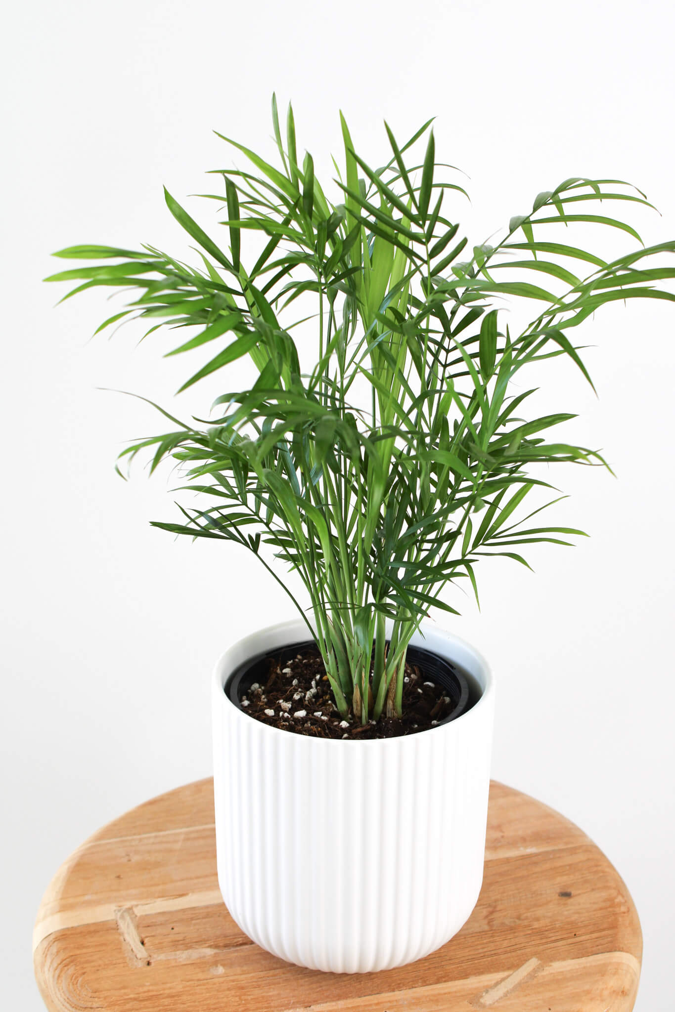 Parlour Palm