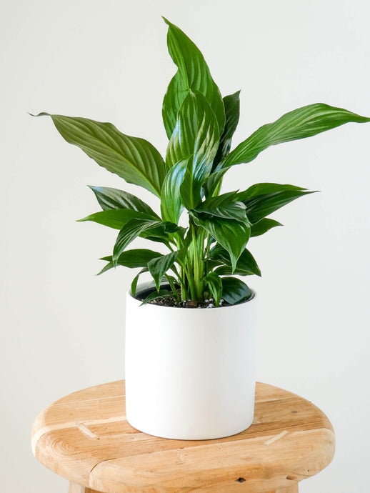 Peace Lily Plant in White Pot