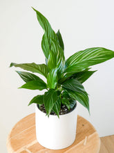 Load image into Gallery viewer, Leaves of a Peace Lily Plant