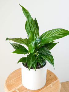 Leaves of a Peace Lily Plant