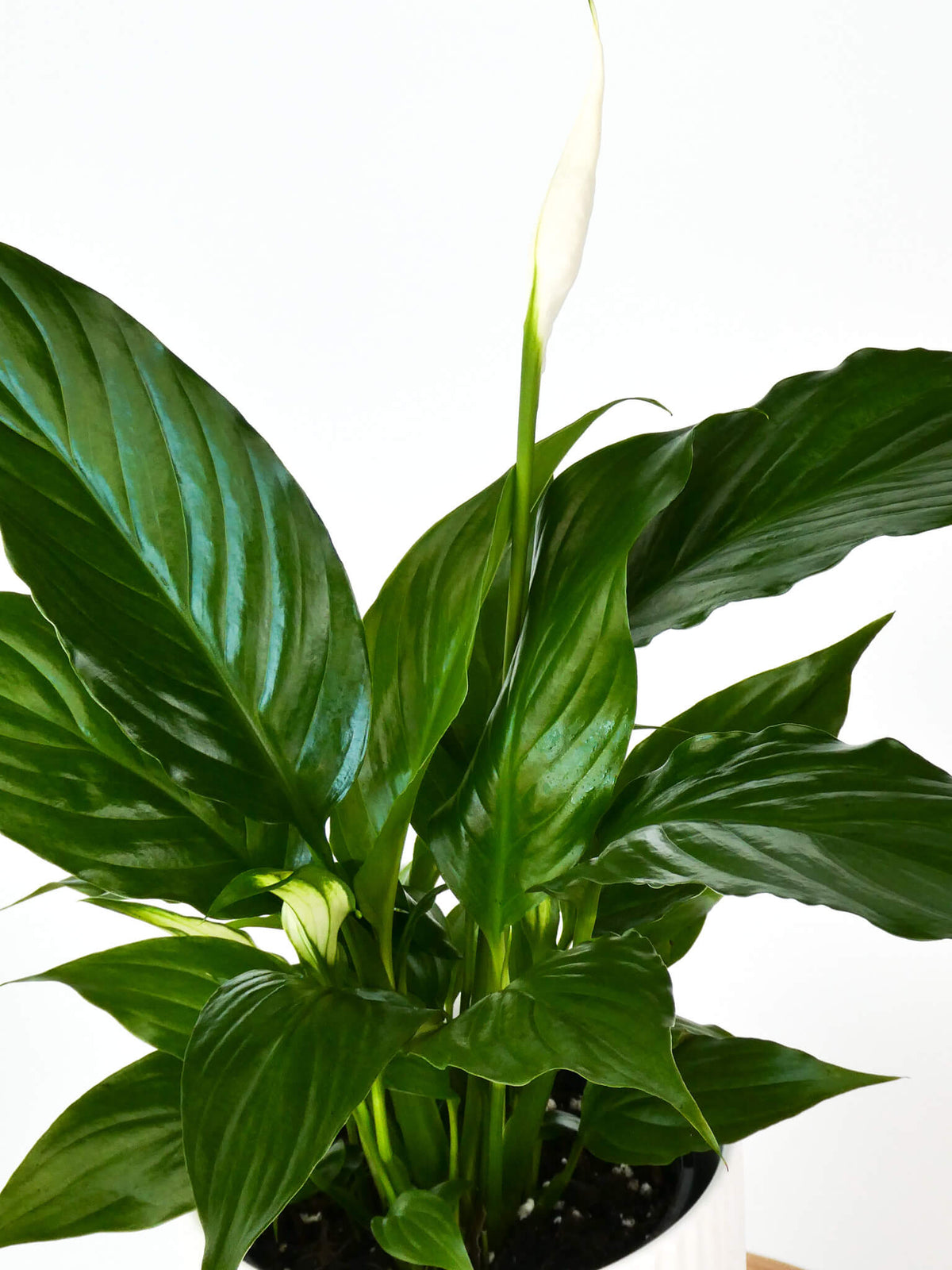 A potted Spathiphyllum plant with glossy green leaves and a single white spathe, photographed against a plain white background.