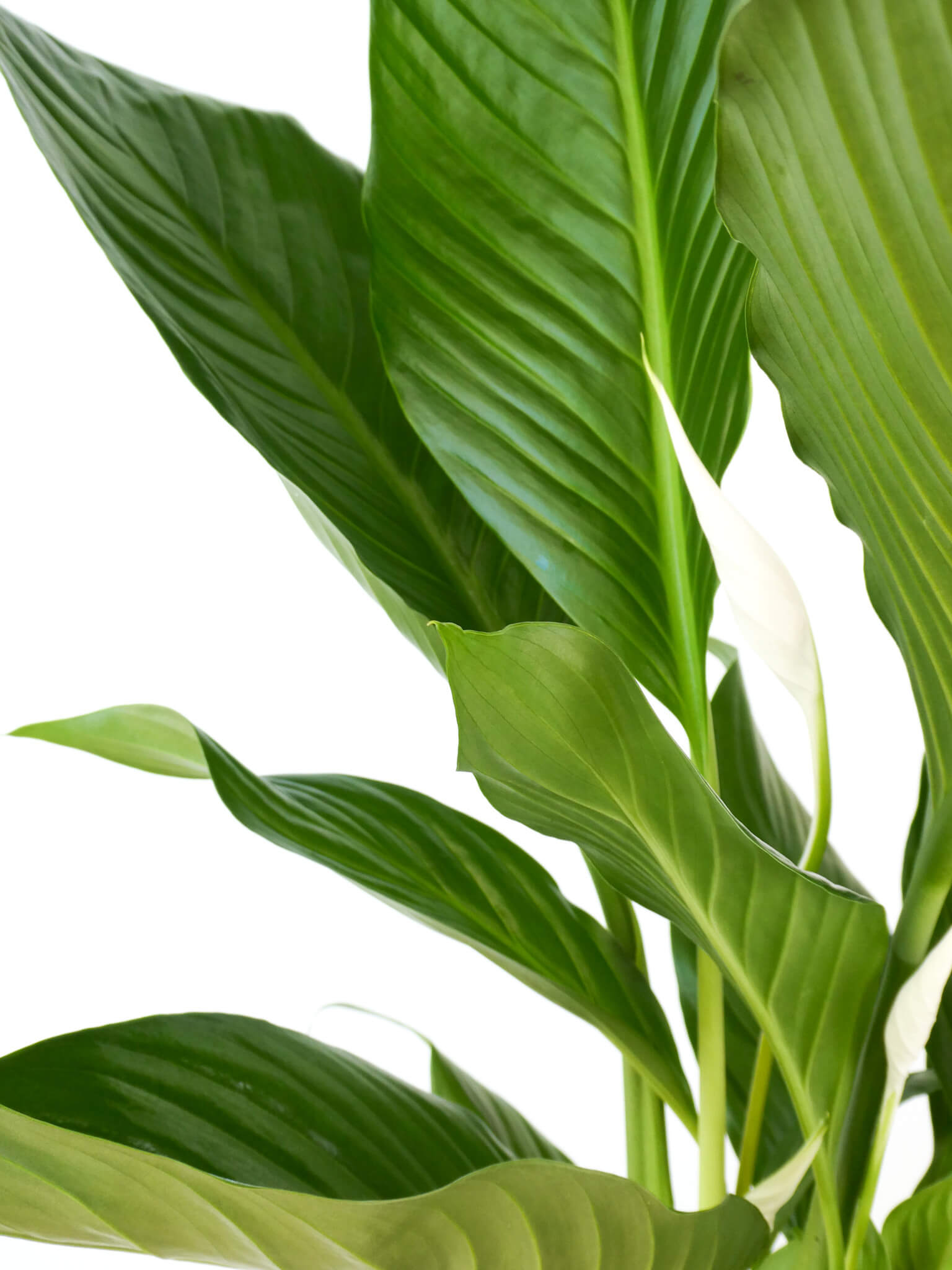 Close-up of a peace lilyhouseplant with large, glossy, ribbed leaves on a plain white background.