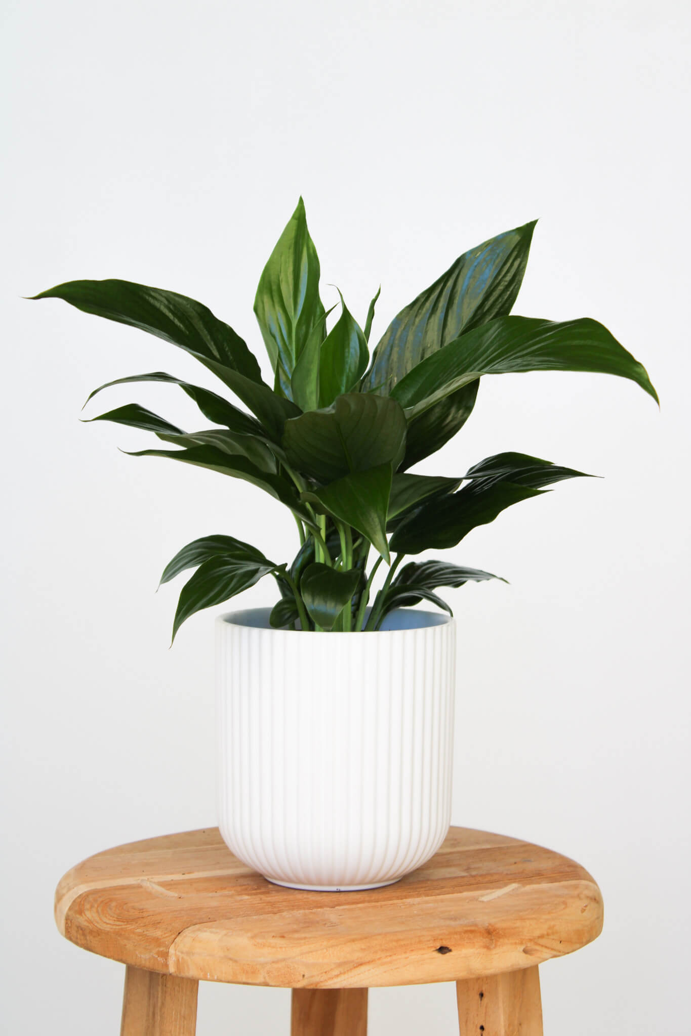 Peace Lily