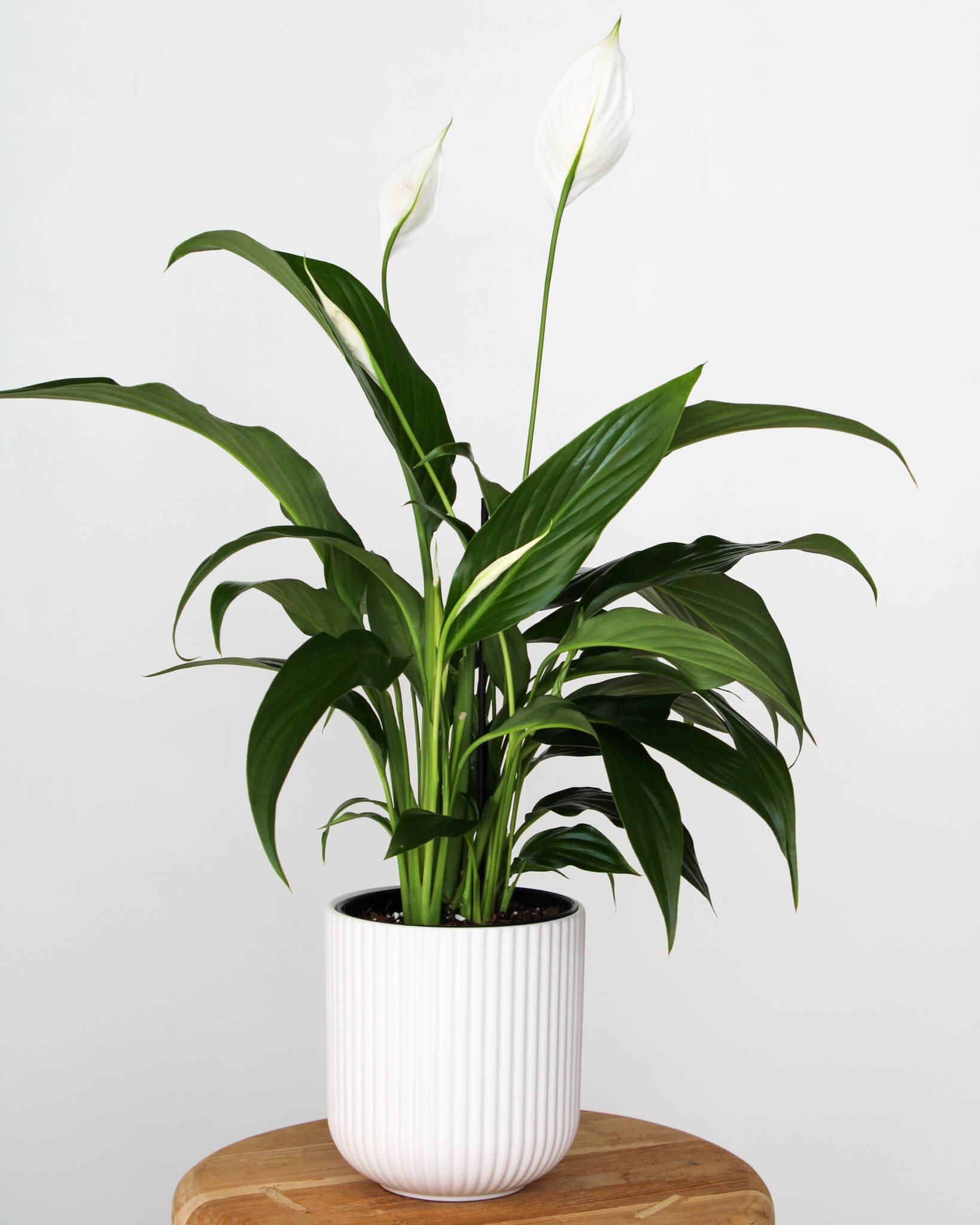 Peace Lily