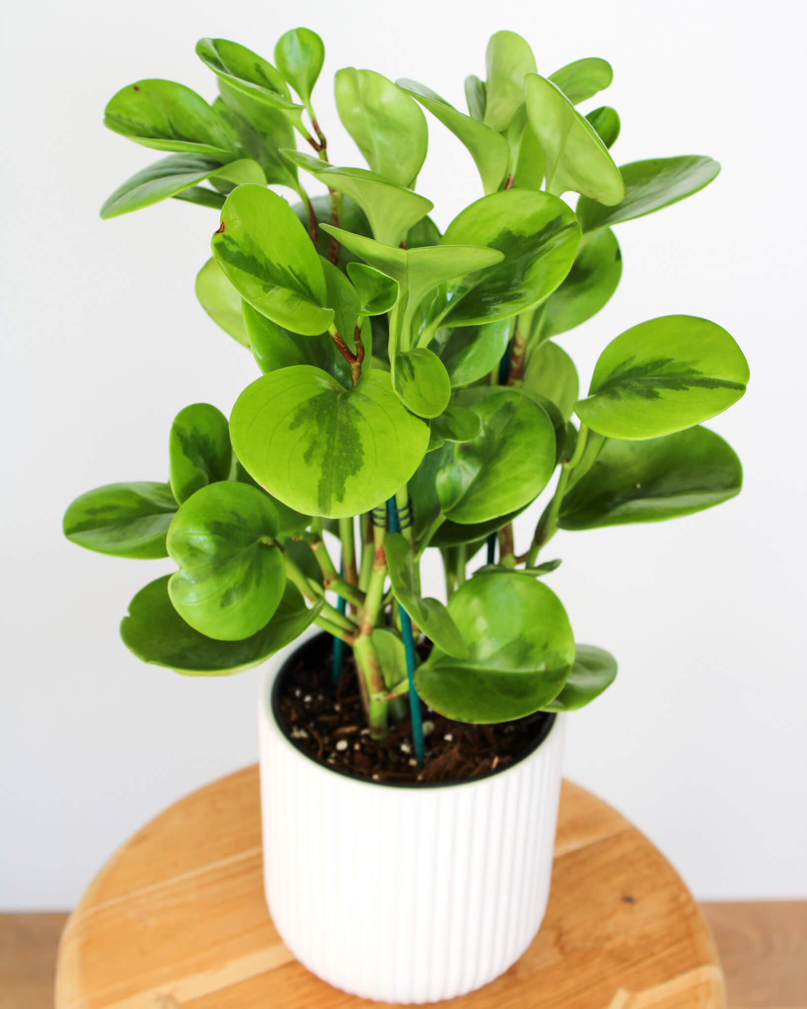 Lemon Lime Peperomia