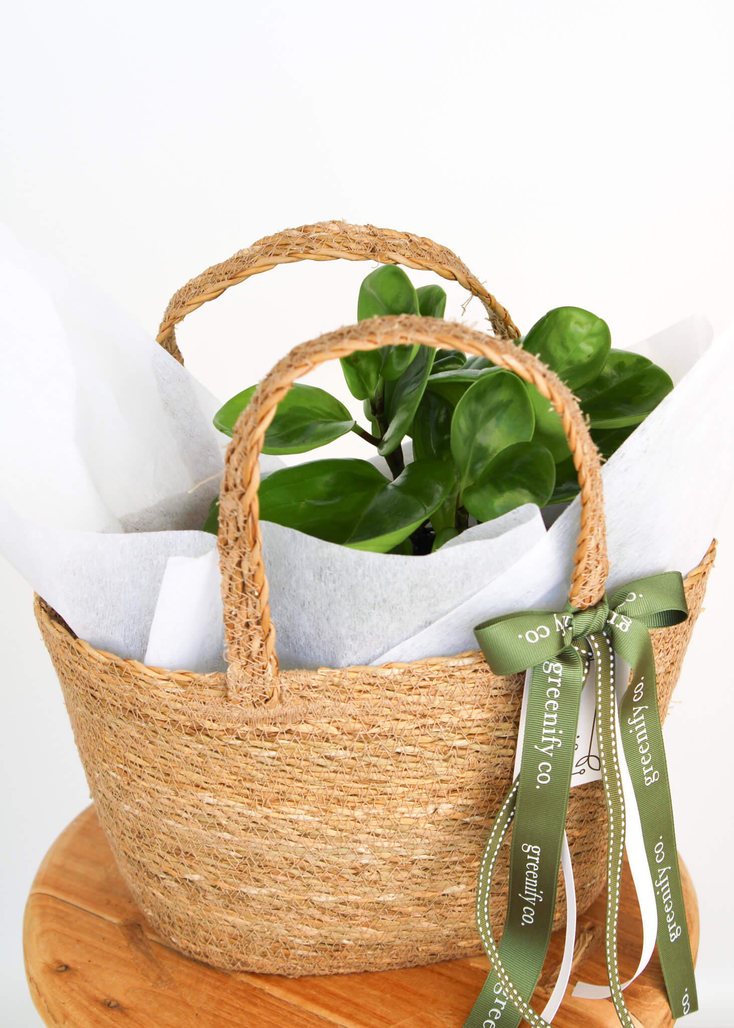 Lemon Lime Peperomia