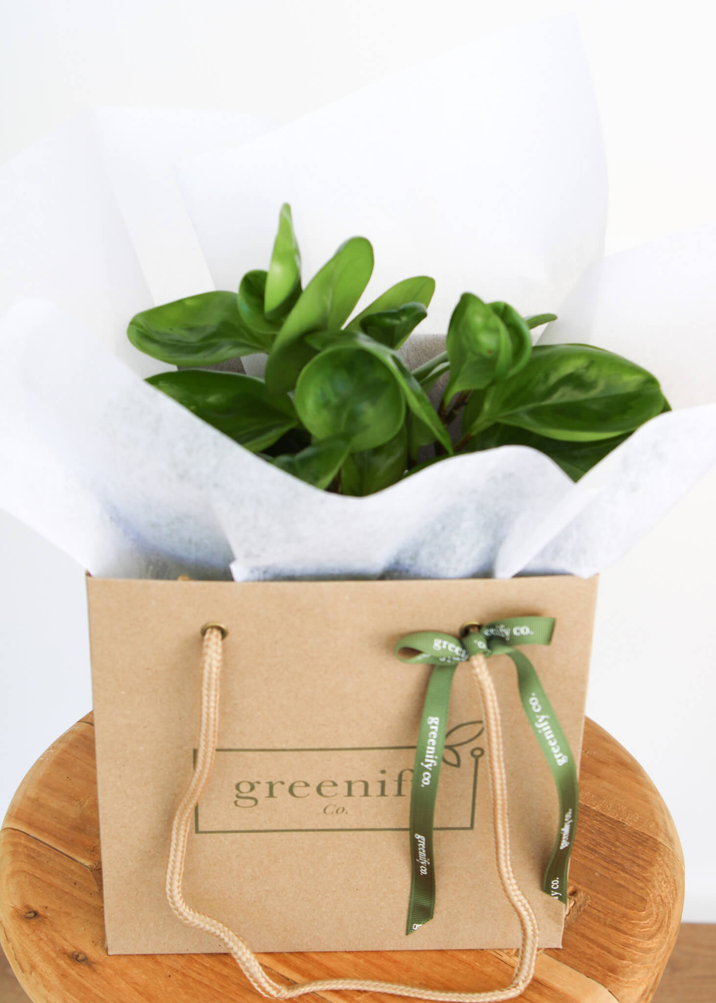 Lemon Lime Peperomia