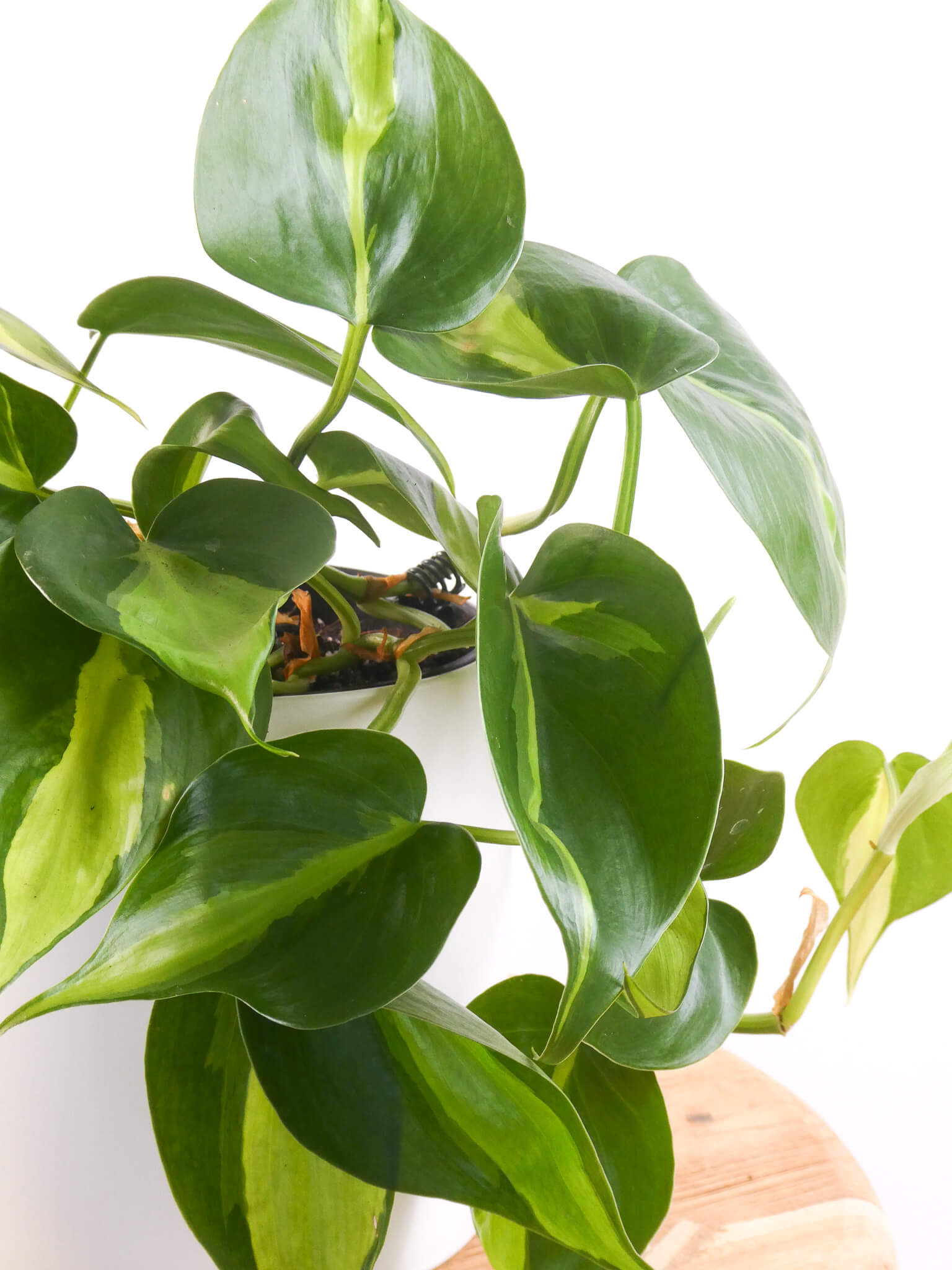 Philodendron Brasil Indoor Plants & Gifts Delivered Perth Greenify