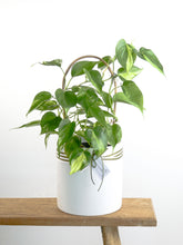 Load image into Gallery viewer, Philodendron Brasil Plant in White Pot with Greenify Co. Ribbon  and Tag