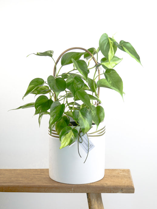 Philodendron Brasil Plant in White Pot with Greenify Co. Ribbon  and Tag