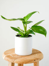 Load image into Gallery viewer, Philodendron Imperial Green Plant in White Pot