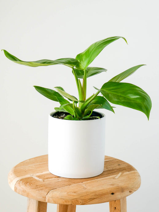 Philodendron Imperial Green Plant in White Pot