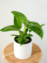 Load image into Gallery viewer, Leaves of Philodendron Imperial Green Plant