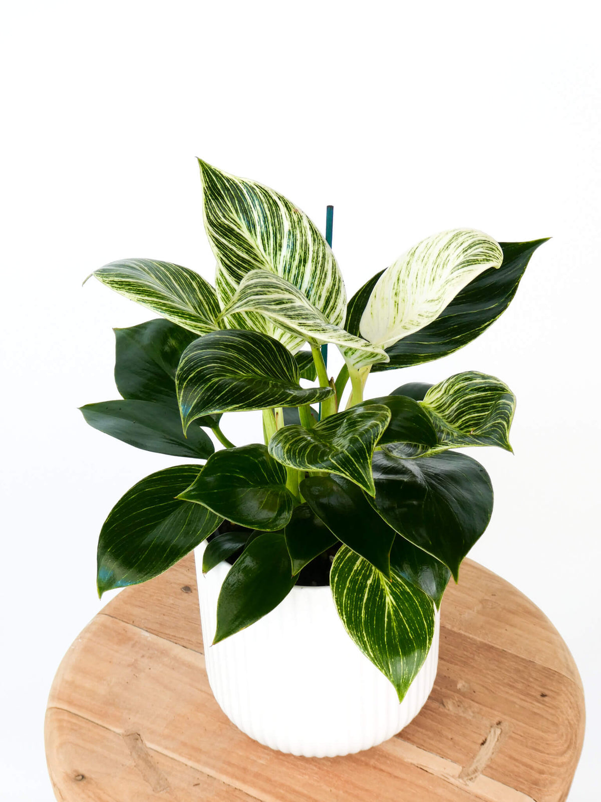 A variegated philodendron birkin houseplant with glossy dark green and white striped leaves, potted in a white ribbed pot and displayed on a round wooden stool against a white background.