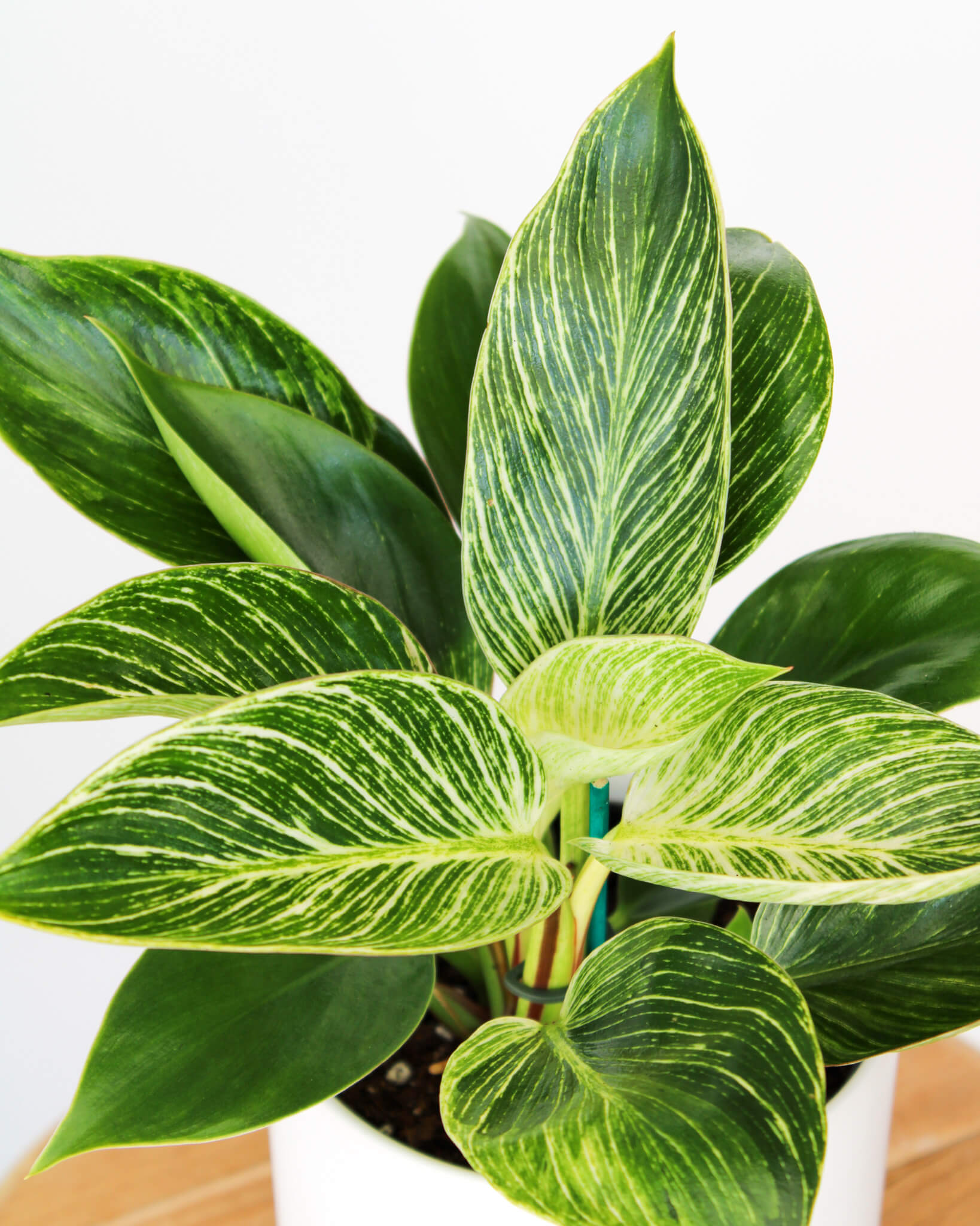Philodendron Birkin