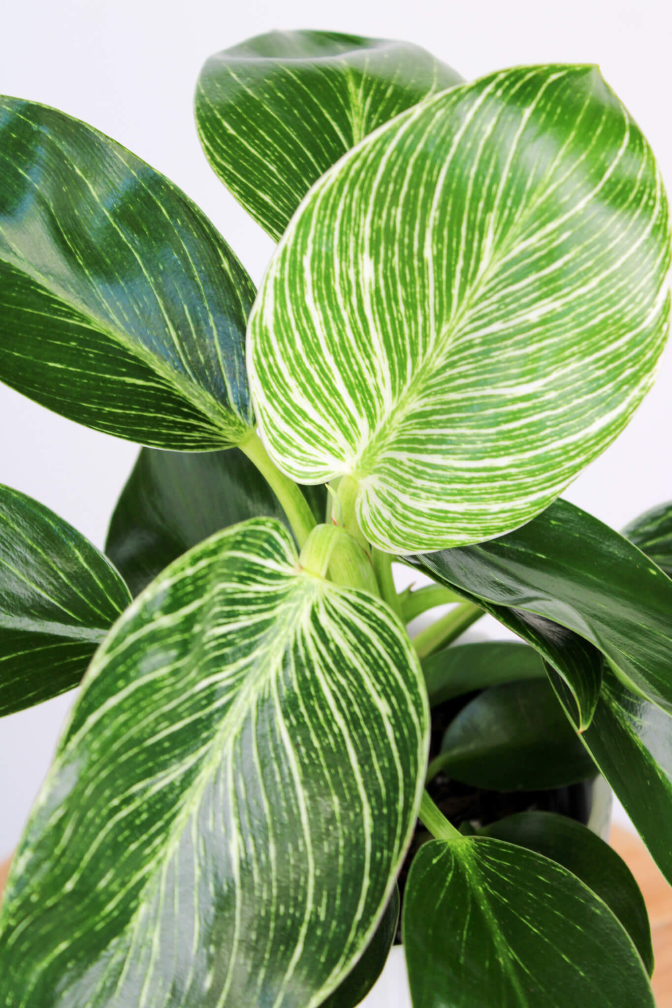 Philodendron Birkin