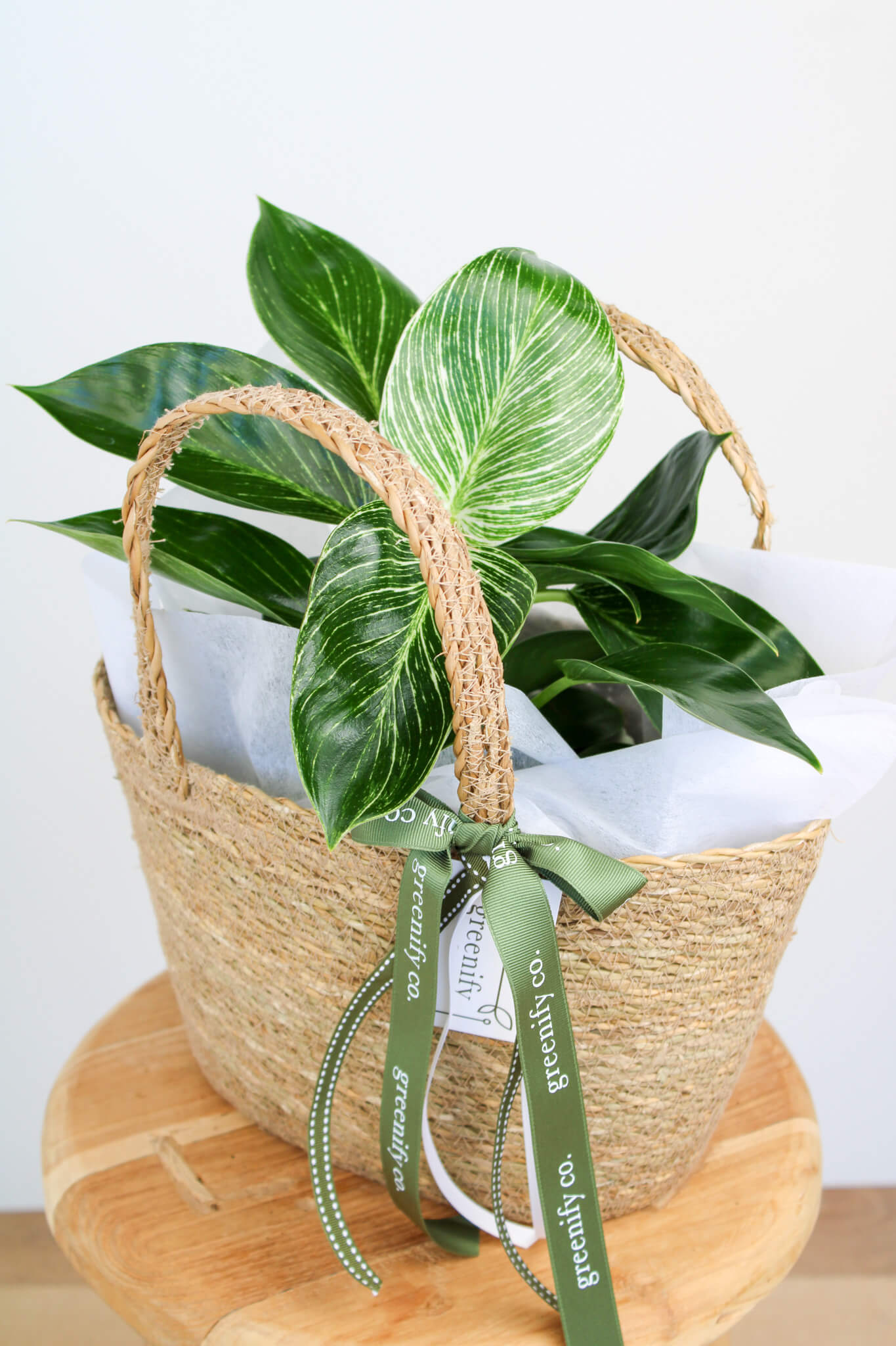 Philodendron Birkin