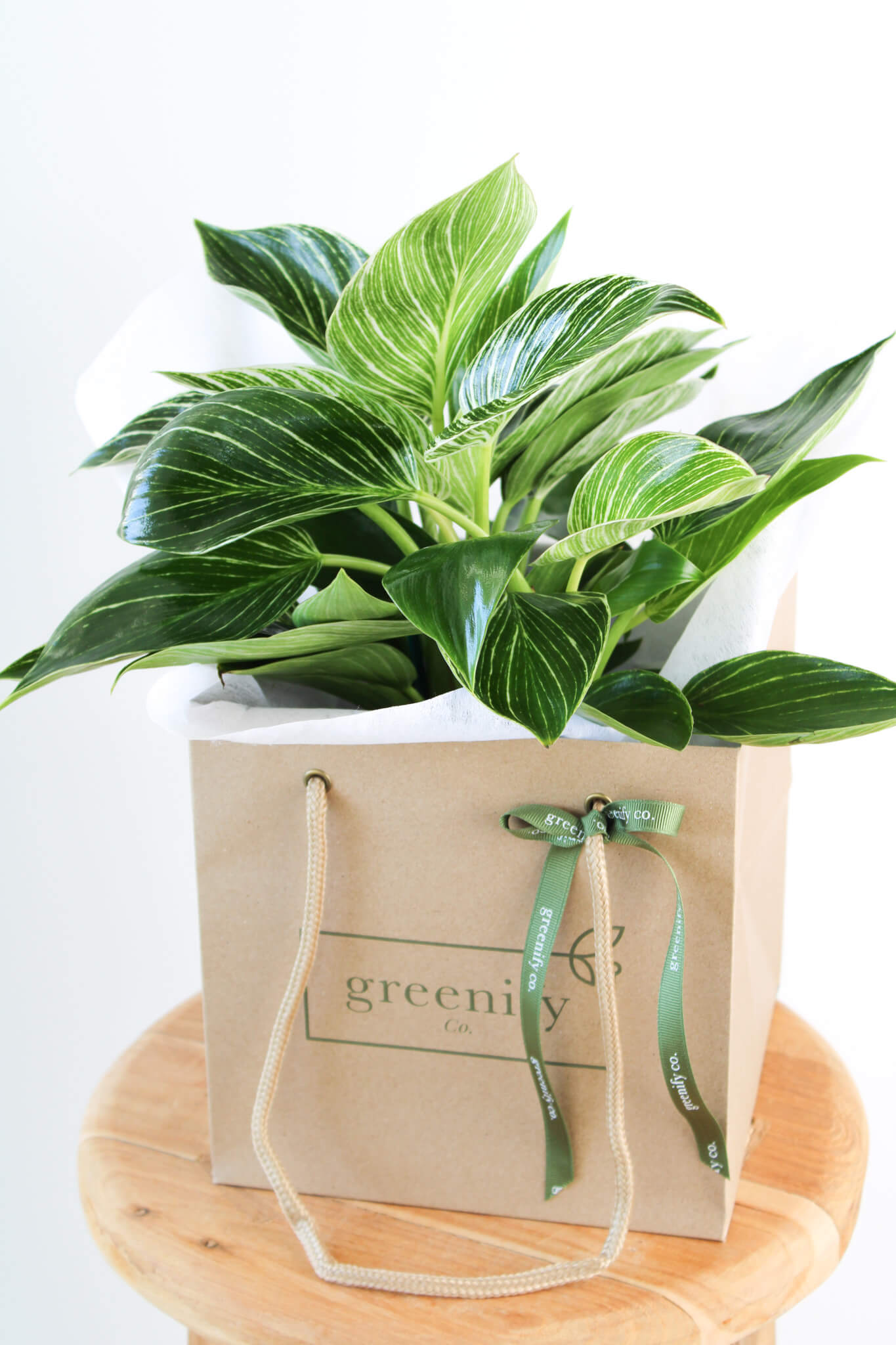 philodendron birkin pet safe Philodendron Birkin | Same Day Plant Gift delivery Perth