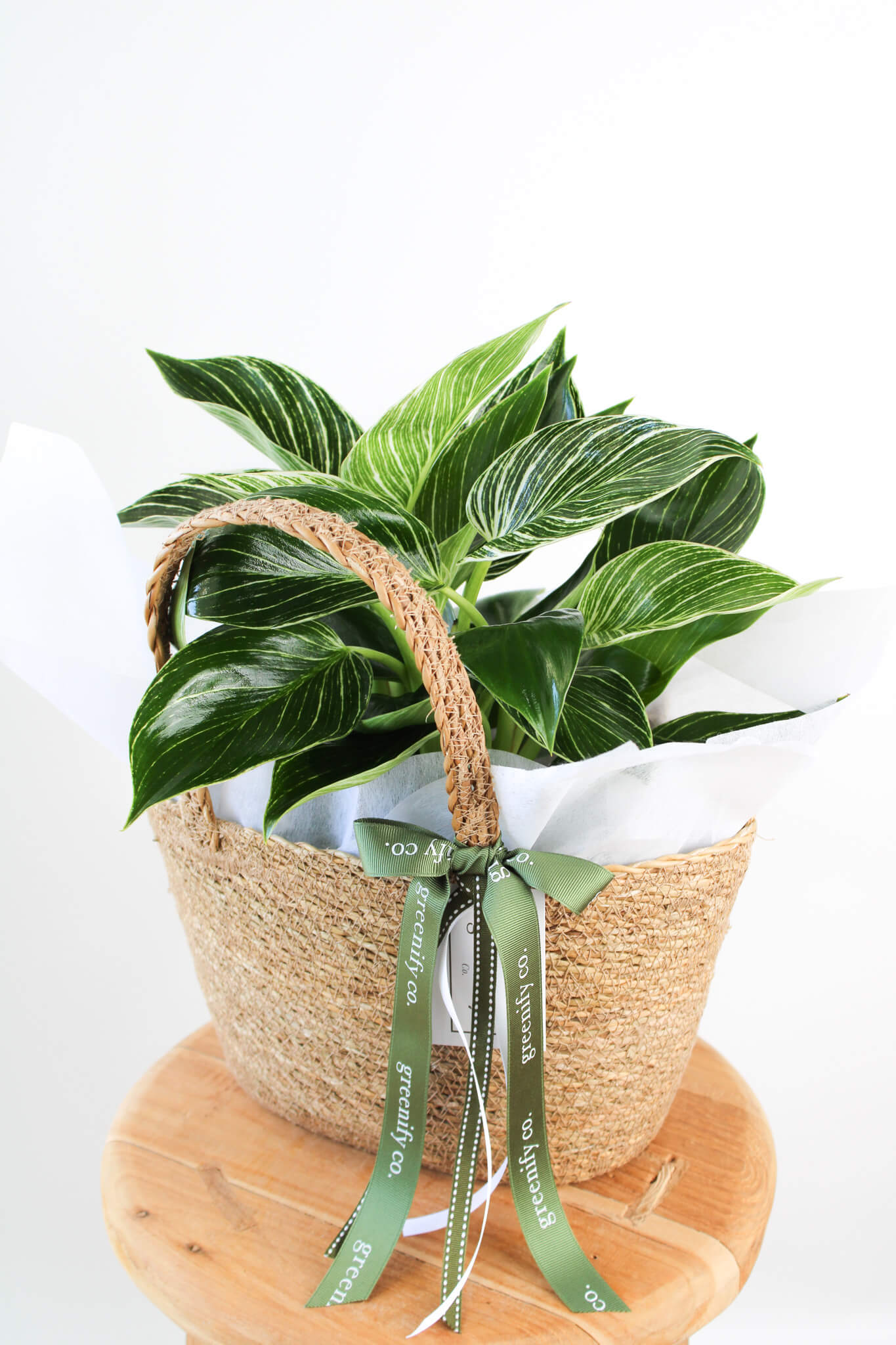 philodendron birkin australia Philodendron Birkin | Same Day Plant Gift delivery Perth