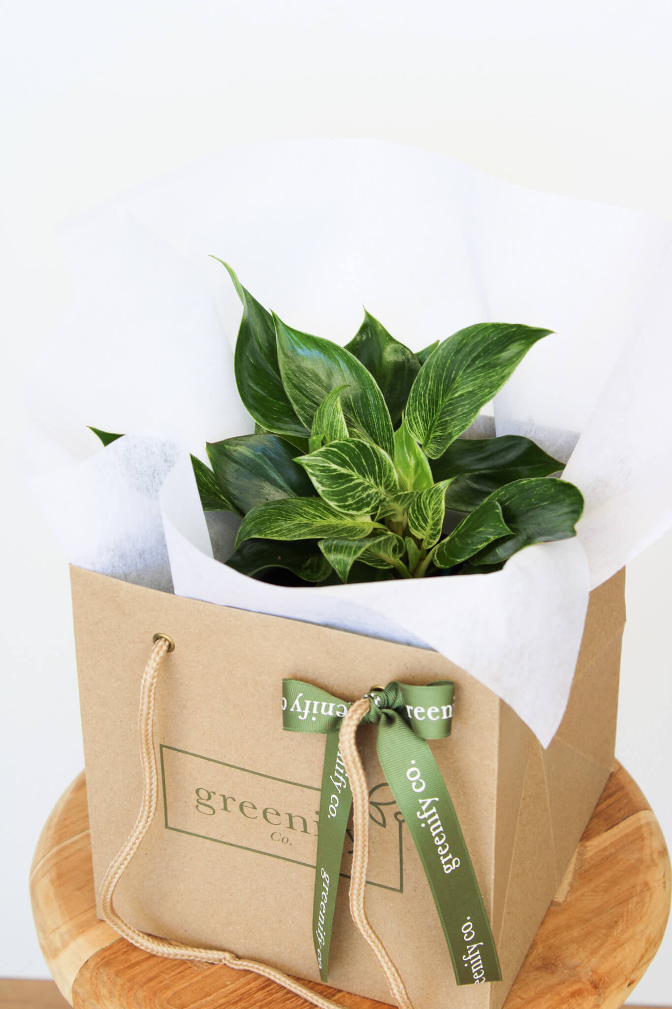 Philodendron Birkin
