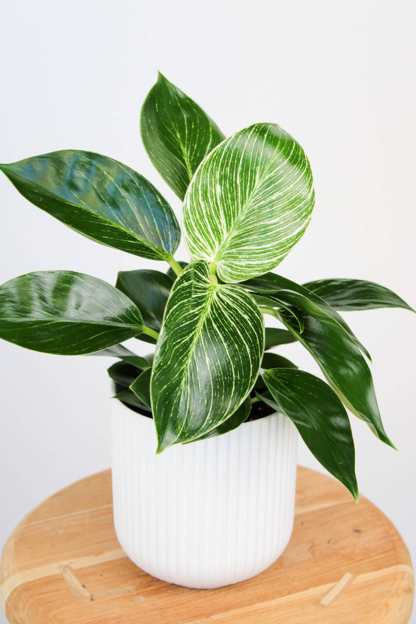 Philodendron Birkin