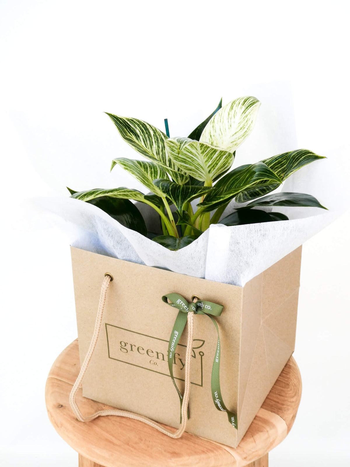 A potted philodendron birkin plant with variegated leaves presented in a kraft paper gift bag with white tissue paper and a green ribbon, sitting on a round wooden stool against a white background.