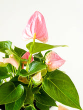 Load image into Gallery viewer, Close Up of Pink Flowers on Anthurium Plant
