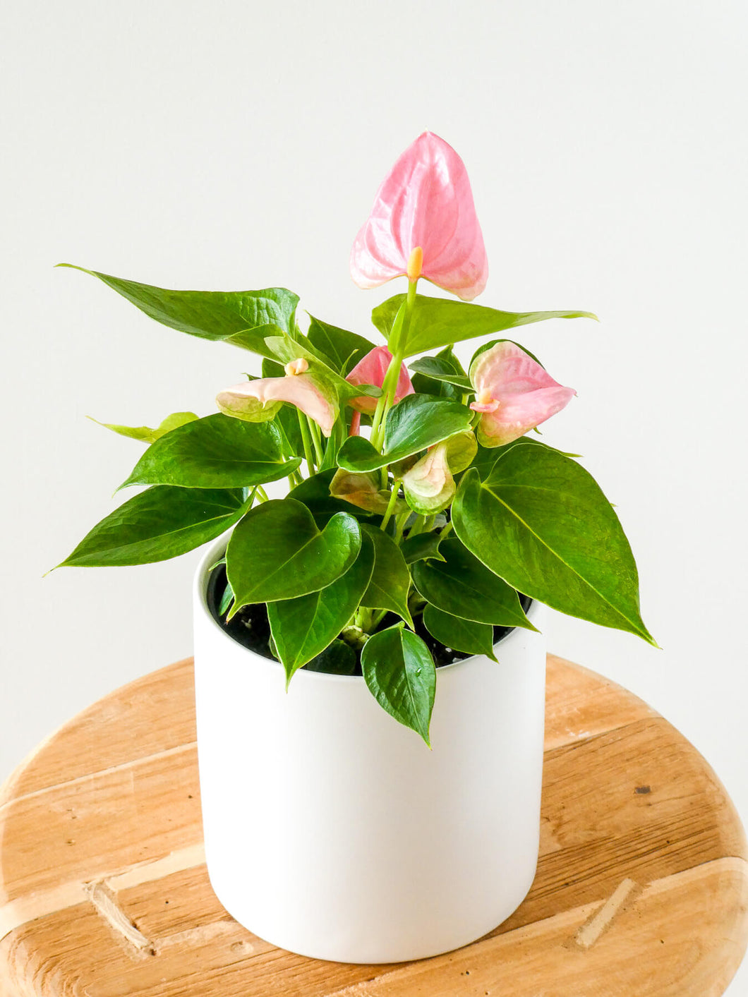Pink Flowered Anthurium Plant in White Pot