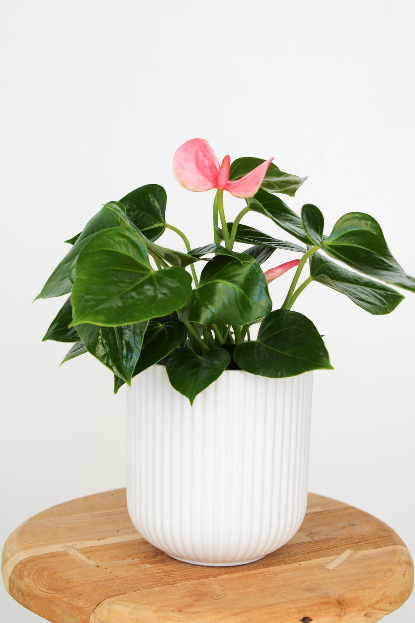 Anthurium