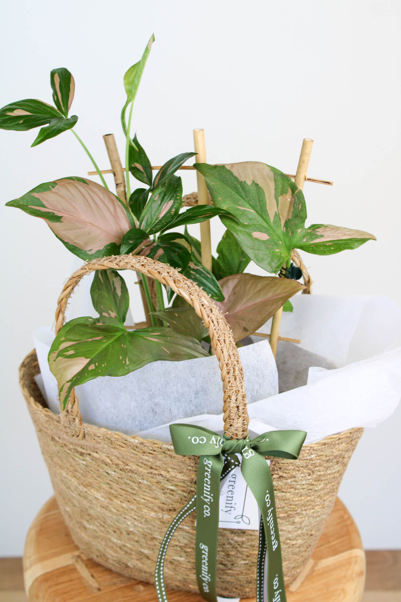 Pink Splash Syngonium