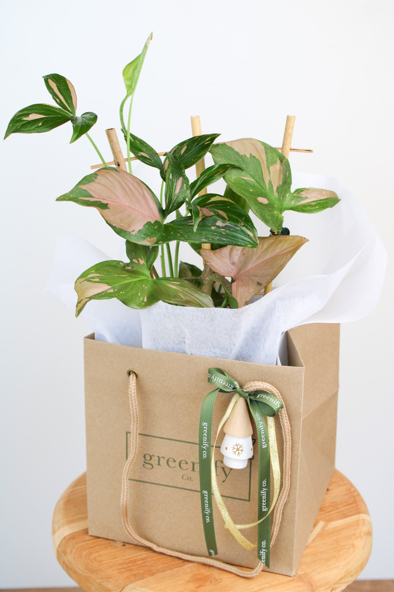 Pink Splash Syngonium