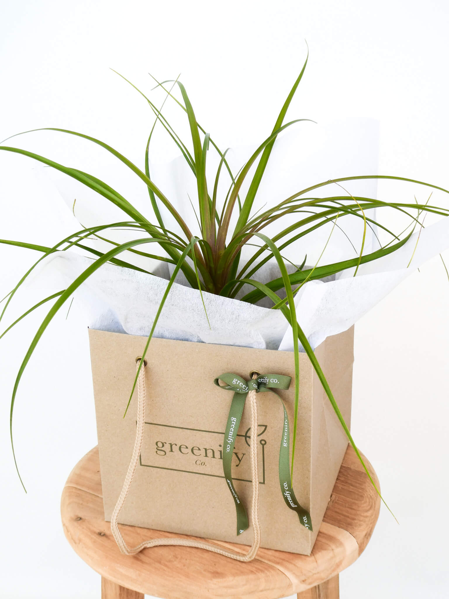 Pony Tail Palm