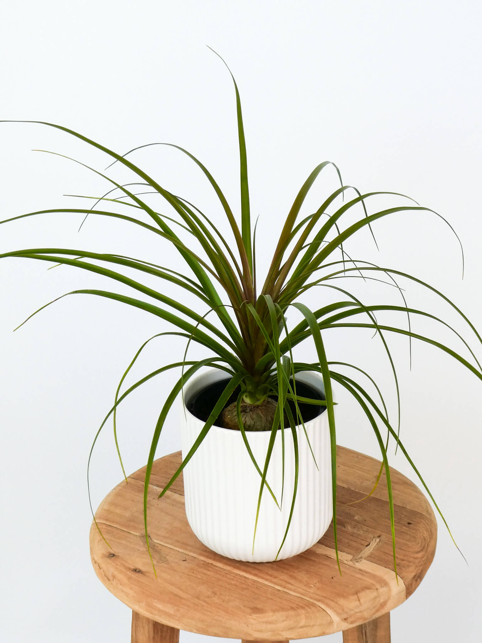 A pony tail plant in a white ribbed ceramic pot, displayed on a round wooden stool against a plain white background.