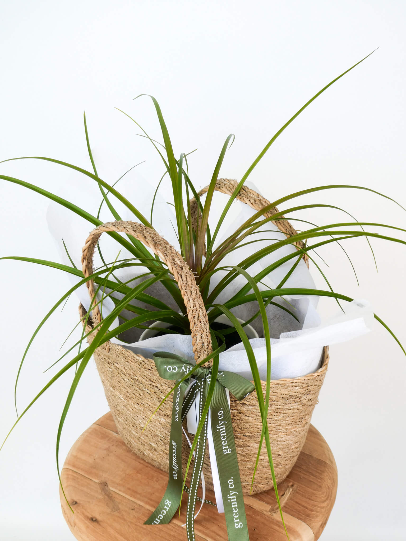 A pony tail plant with long slender leaves arranged in a woven natural-fiber basket lined with white tissue paper and tied with a green ribbon printed with the brand name 'greenshelf co.', displayed on a round wooden pedestal against a plain white background.